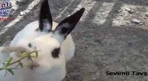 Yozgat Sevimli Tavşanlar - Yozgat Tv