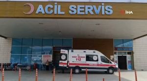 Bursa’da ölü yunus balığı kıyıya vurdu