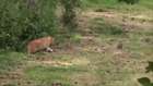 THE RED CAT VS RABBIT_Cat hunting a rabbit 