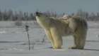 Nesli tükenmekte olan hayvanlar: Kutup ayısı 