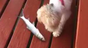 Balık köpeği iyi kandırdı