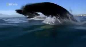 Elegante Mörder - Die Orcas der Antarktis