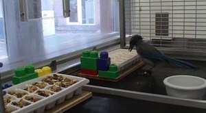 Akıllı papağan yiyeceklerine ulaşmak için çeşit çeşit problem çözüyor