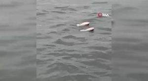 Demet Özdemir kıvrak dansıyla yürek hoplattı