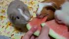 Karpuz yiyen gine domuzları (guinea pig)