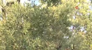 3 motosikletin karıştığı kazada 19 yaşındaki genç hayatını kaybetti