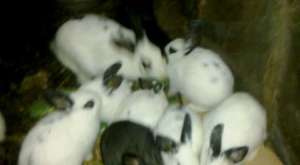 Beslediğim Tavşanlar