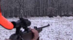 Boar shoot from close range...