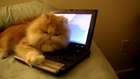Bilgisayarıma Dokunma - Teknolojik Kedi