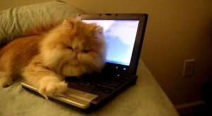 Bilgisayarıma Dokunma - Teknolojik Kedi