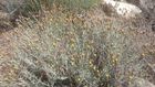 Bu bitkinin adı nedir çoban kirpiği yada çoban kipritimi dir doğadaki şifalı bitkiler otlar 