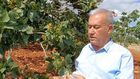 Antep fıstığı rekoltesinde yüzde 50 düşüş bekleniyor