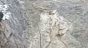 24 yıl hapis cezasıyla aranan şahıs Bursa'da yakalandı!