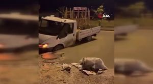 Alkollü maganda vincin tepesine çıkıp alkış istedi