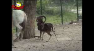 Funny Animals - Funny Dog plays TAKEDOWN