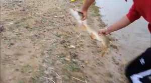 kemane balığı avı
