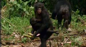 Şempanzelerin hayret verici alet kullanımı