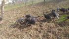 Canlı misirga hindi sesleri gulugulu diyerek ötüşleri sesleri misirga hindi sesleri videolar 