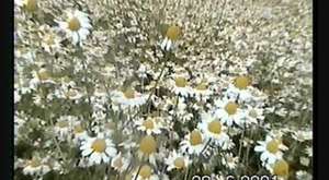 Sarıçiçek Yaylası ve Çalbaşından Görüntüler-2001