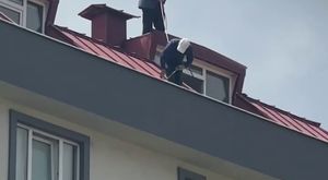 Zifte bulanan yavru köpeği kurtarıp, bakımını yaptılar